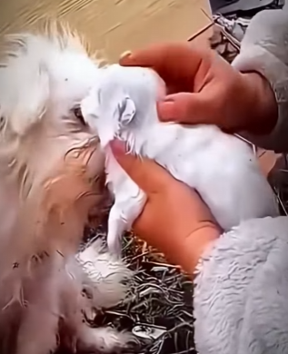 V2012005 lo seinto no queria hacerte llorar con esta historia (Parte 2)