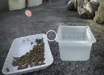 V2012001 ayudaron un gato con la columna rot(Parte 2)