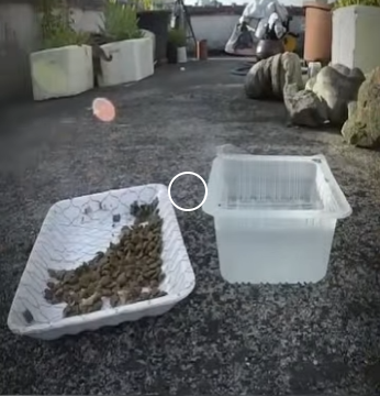 V2012001 ayudaron un gato con la columna rot(Parte 2)