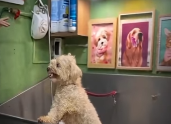 V2012008 el solo quiere su peluquero de siempre (Parte 2)