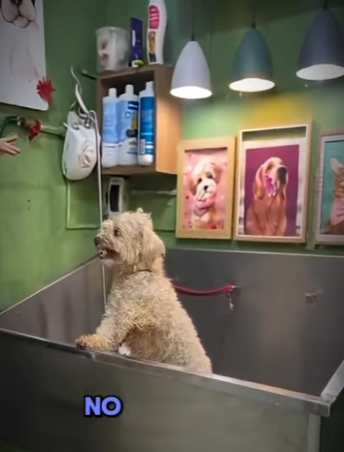 V2012008 el solo quiere su peluquero de siempre (Parte 2)