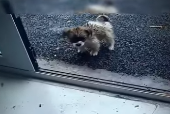 V2012002 hermoso gesto de este hombre con el cachorrito (Parte 2)