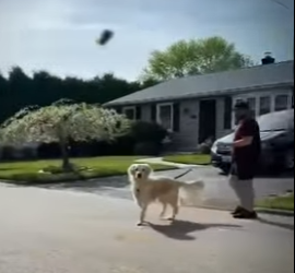 V2012010 reencuentro de perros con sus dueños (Parte 2)