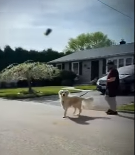 V2012010 reencuentro de perros con sus dueños (Parte 2)