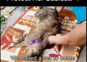 C1718010 She Passed Out Trying to Protect Her Babies (Part 2)