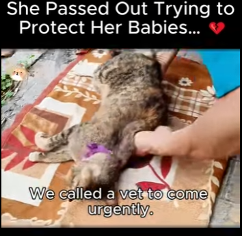 C1718010 She Passed Out Trying to Protect Her Babies (Part 2)