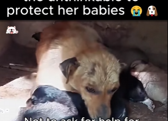 C1718006 broken mama did unthinkable to protect her babies (Part 2)