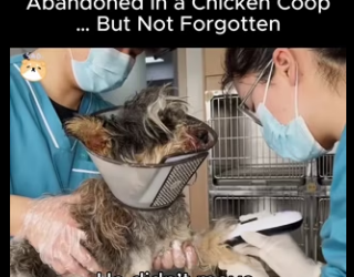 C1718009 Abandoned in Chicken Coop But Not Forgotten.