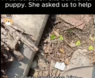 C1718008 construction site buried her puppy. She asked us to help (Part 2)