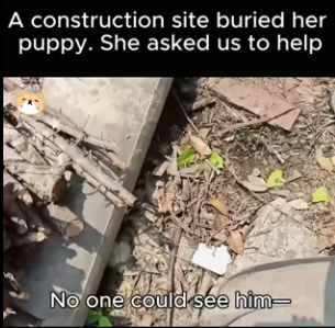 C1718008 construction site buried her puppy. She asked us to help (Part 2)