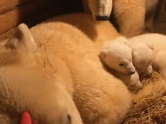 Q1912007 polar bear is asking me help (Part 2)