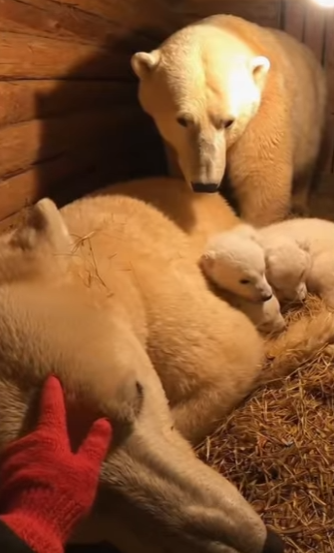 Q1912007 polar bear is asking me help (Part 2)