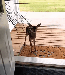 S2930009_While was in wilderness, rescued deer was stuck (Part 2)