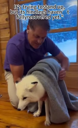 Q1912008 mother fox condition suddenly woresened, but refused (Part 2)