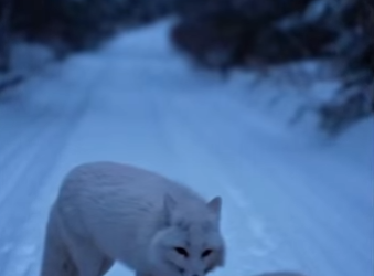 Q1912009 Foxes are now my favorite animal (Part 2)