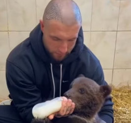 Q1912004 Rescued baby bear had gotten separated its mother (Part 2)