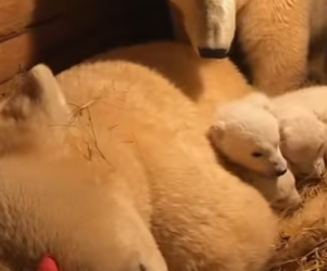 Q1912002 mother wolf hopes can help her cub (Part 2)