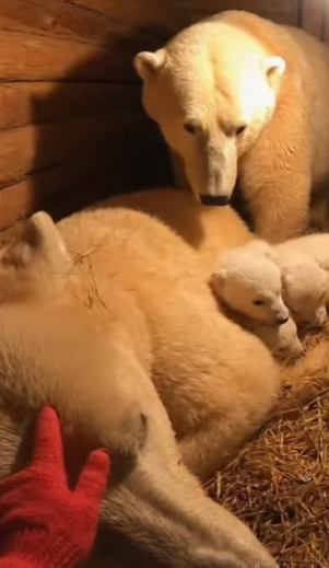 Q1912002 mother wolf hopes can help her cub (Part 2)