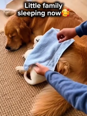 You won believe it Bear papa came back his babies (Part 2)