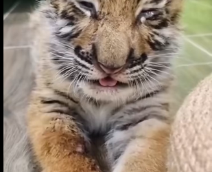 Q1912001 Mother tiger gave her cubs to me when she was in danger (Part 2)