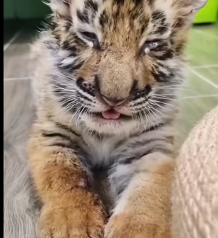 Q1912001 Mother tiger gave her cubs to me when she was in danger (Part 2)