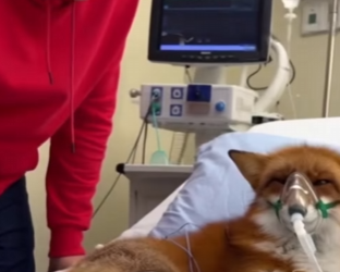 Q1912018 rescued fox lake in park (Part 2)