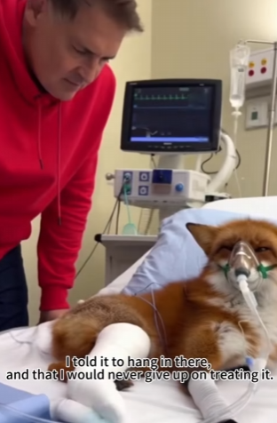 Q1912018 rescued fox lake in park (Part 2)