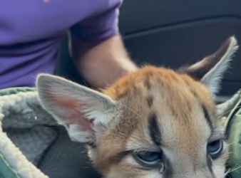 Q1912015 mother handed her cub over to me (Part 2)