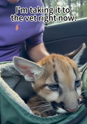 Q1912015 mother handed her cub over to me (Part 2)