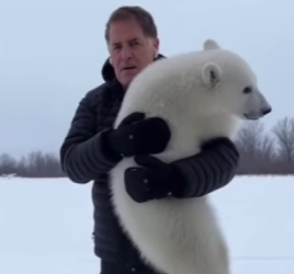 Q1912016 helped mother polar bear was asking me help (Part 2)