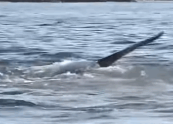 G0102009 ORCAS juegan con TORTUGAS MARINAS (Parte 2)