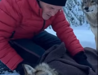 Q1912014 Wolf are now my Favorite animal (Part 2)