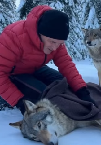 Q1912014 Wolf are now my Favorite animal (Part 2)