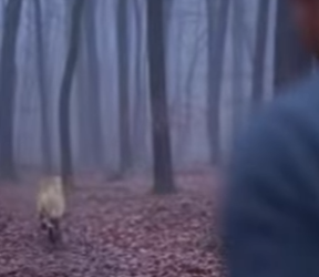 Q1912017 wolf came to me help,and helped it out (Part 2)