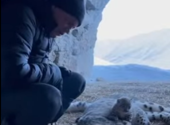 Q1912013 male snow leopard came to me help (Part 2)