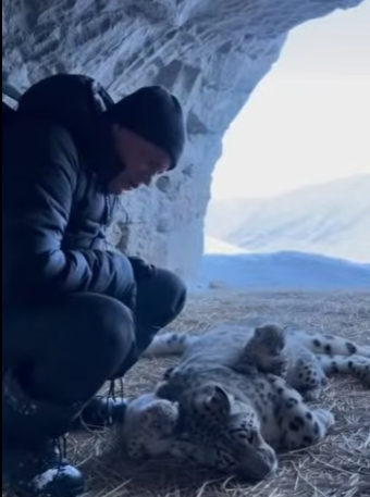 Q1912013 male snow leopard came to me help (Part 2)