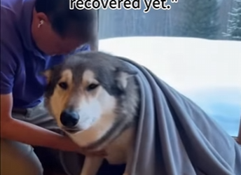 Q1912012 mother wolf condition took sudden turn worse (Part 2)