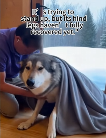 Q1912012 mother wolf condition took sudden turn worse (Part 2)