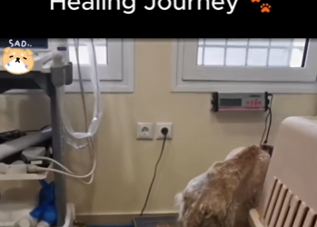 S1920007 Pain to Peace His Healing Journey (Part 2)