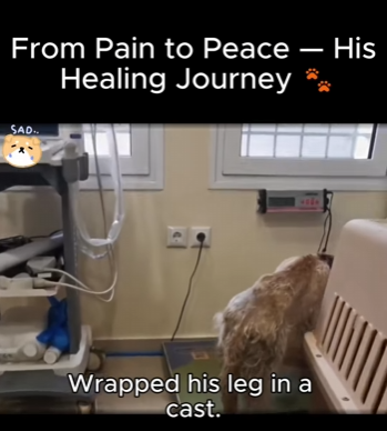 S1920007 Pain to Peace His Healing Journey (Part 2)