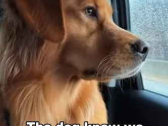 P1612004 Safe paws, safe heart. (Part 2)