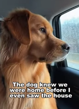 P1612004 Safe paws, safe heart. (Part 2)