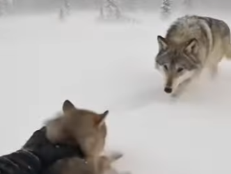 P1612003 A miracle in motion. (Part 2)