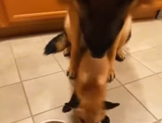 P1612002 Hope rescued this tiny heart. (Part 2)