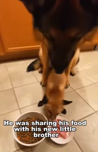 P1612002 Hope rescued this tiny heart. (Part 2)