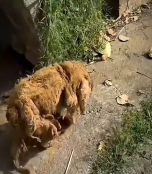 V1819011 Prohibido llorar (Part 2)