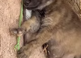 F2012004 Fui arrojado la carretera aún escucho el sonido del golpe (Parte 2)