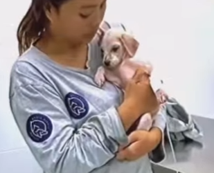 F1819012 Mugre el cachorrito que venció el dolor el abandono (Parte 2)