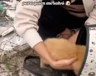 F2012011 Fui basura para ellos pero un tesoro para quien me salvó (Parte 2)