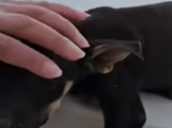 F2012005 Sin comida, sin agua sin amor (Parte 2)